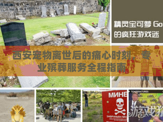 西安宠物离世后的痛心时刻，专业殡葬服务全程指南