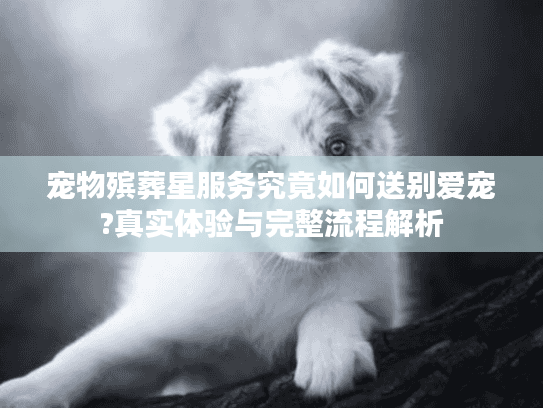 宠物殡葬星服务究竟如何送别爱宠?真实体验与完整流程解析