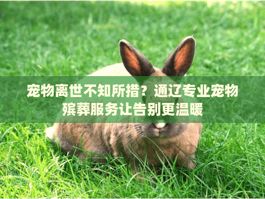 宠物离世不知所措？通辽专业宠物殡葬服务让告别更温暖