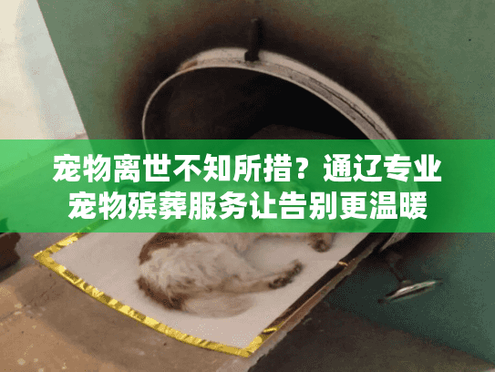 宠物离世不知所措？通辽专业宠物殡葬服务让告别更温暖