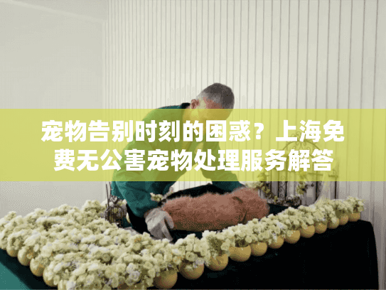 宠物告别时刻的困惑？上海免费无公害宠物处理服务解答