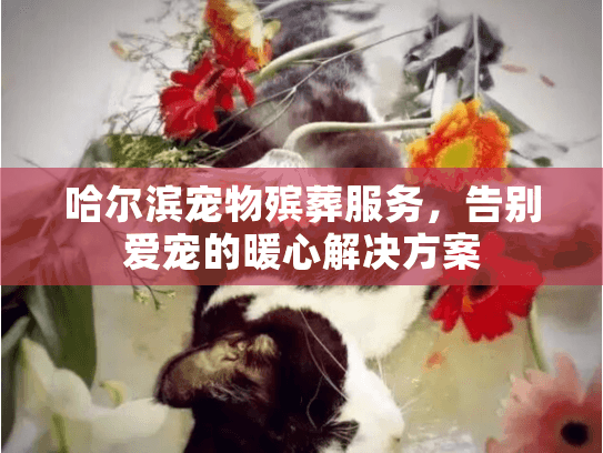 哈尔滨宠物殡葬服务，告别爱宠的暖心解决方案