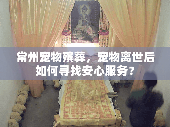 常州宠物殡葬，宠物离世后如何寻找安心服务？