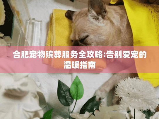 合肥宠物殡葬服务全攻略:告别爱宠的温暖指南