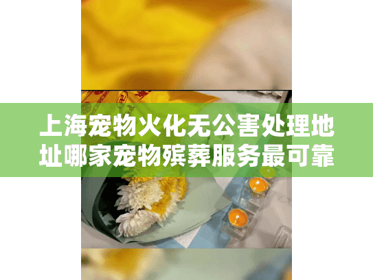 上海宠物火化无公害处理地址哪家宠物殡葬服务最可靠？