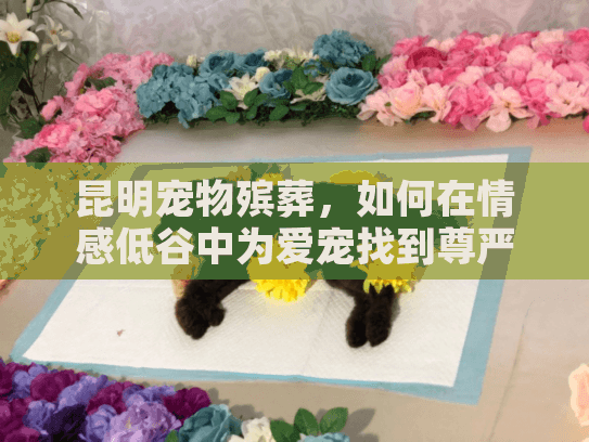 昆明宠物殡葬，如何在情感低谷中为爱宠找到尊严的告别服务？