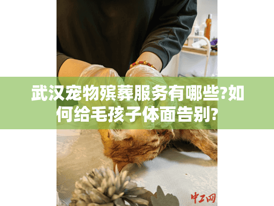 武汉宠物殡葬服务有哪些?如何给毛孩子体面告别?