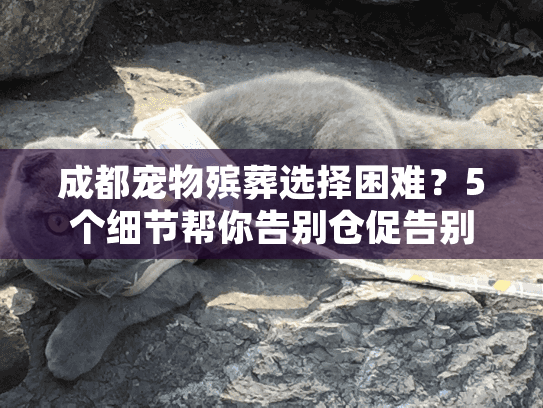 成都宠物殡葬选择困难？5个细节帮你告别仓促告别