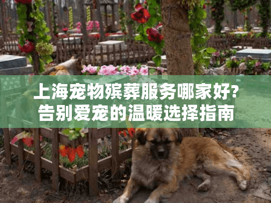 上海宠物殡葬服务哪家好?告别爱宠的温暖选择指南
