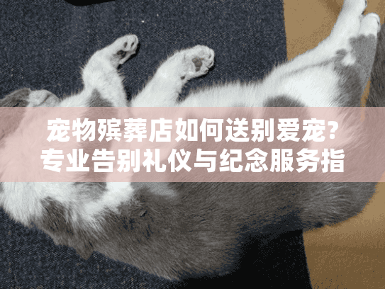 宠物殡葬店如何送别爱宠?专业告别礼仪与纪念服务指南