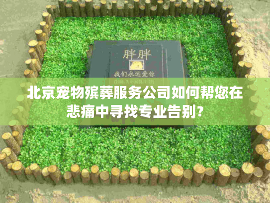 北京宠物殡葬服务公司如何帮您在悲痛中寻找专业告别？