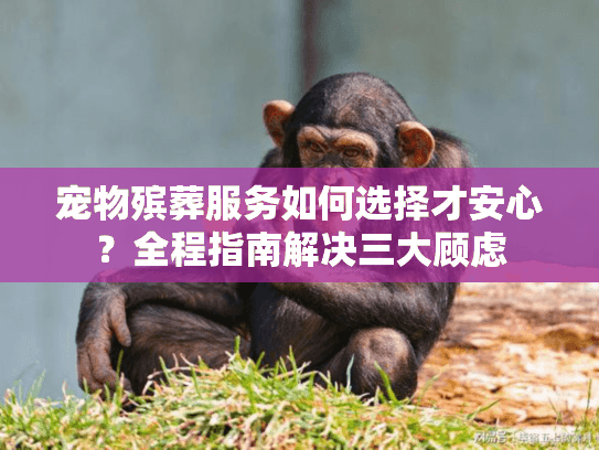 宠物殡葬服务如何选择才安心？全程指南解决三大顾虑