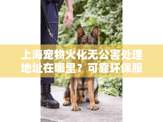 上海宠物火化无公害处理地址在哪里？可靠环保服务机构推荐