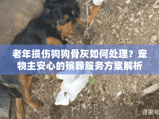 老年损伤狗狗骨灰如何处理？宠物主安心的殡葬服务方案解析