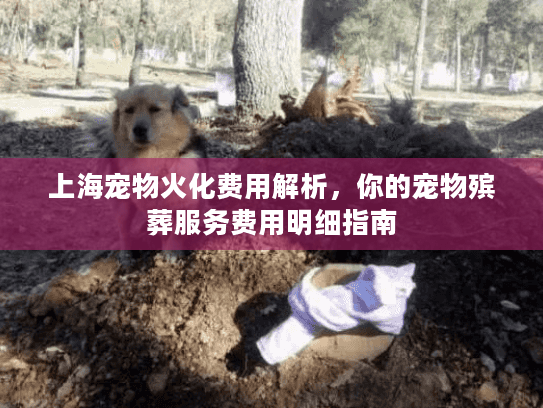 上海宠物火化费用解析，你的宠物殡葬服务费用明细指南