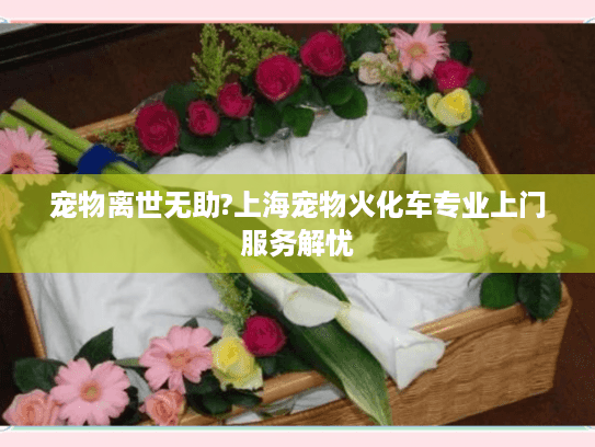 宠物离世无助?上海宠物火化车专业上门服务解忧