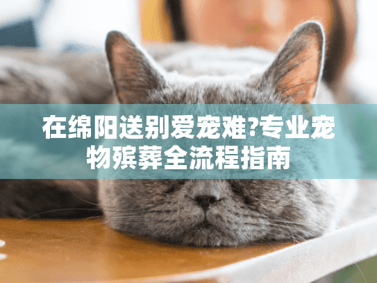 在绵阳送别爱宠难?专业宠物殡葬全流程指南