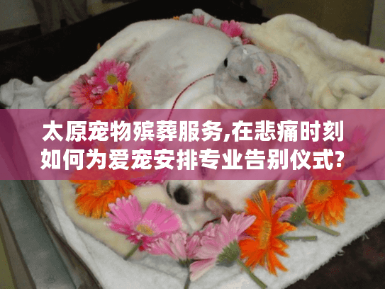 太原宠物殡葬服务,在悲痛时刻如何为爱宠安排专业告别仪式?