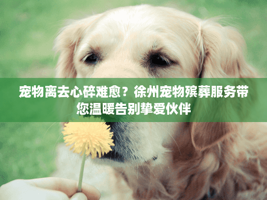 宠物离去心碎难愈？徐州宠物殡葬服务带您温暖告别挚爱伙伴