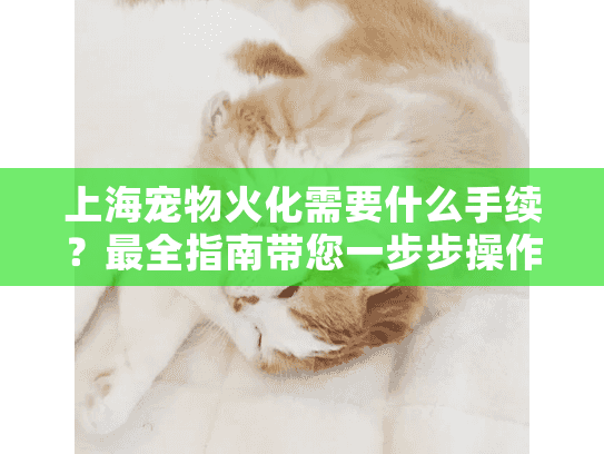 上海宠物火化需要什么手续？最全指南带您一步步操作