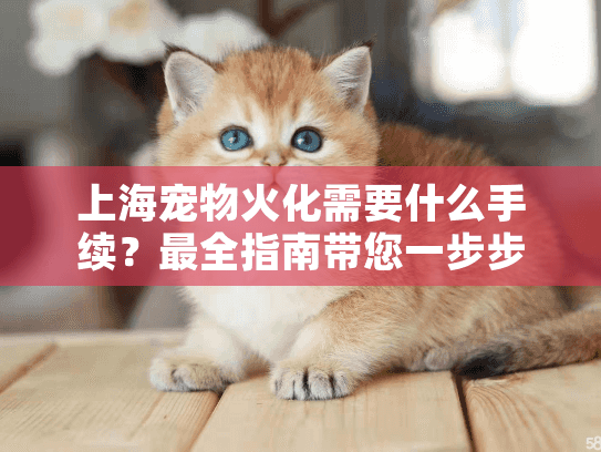 上海宠物火化需要什么手续？最全指南带您一步步操作
