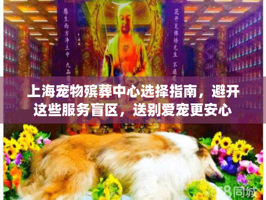 上海宠物殡葬中心选择指南，避开这些服务盲区，送别爱宠更安心