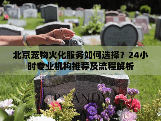 北京宠物火化服务如何选择？24小时专业机构推荐及流程解析