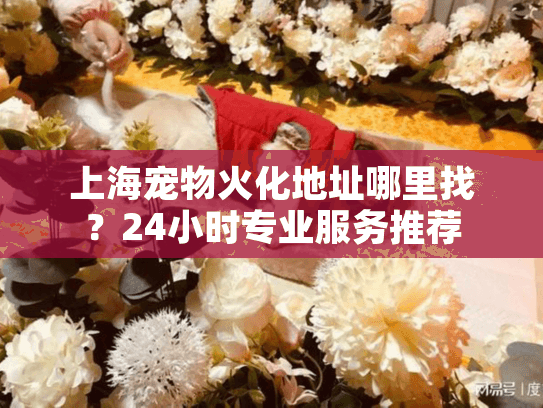 上海宠物火化地址哪里找？24小时专业服务推荐