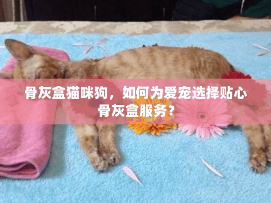 骨灰盒猫咪狗，如何为爱宠选择贴心骨灰盒服务？