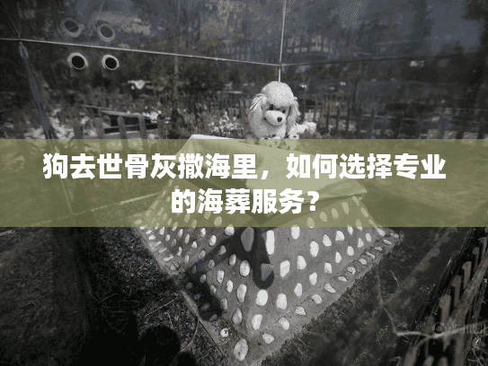 狗去世骨灰撒海里，如何选择专业的海葬服务？
