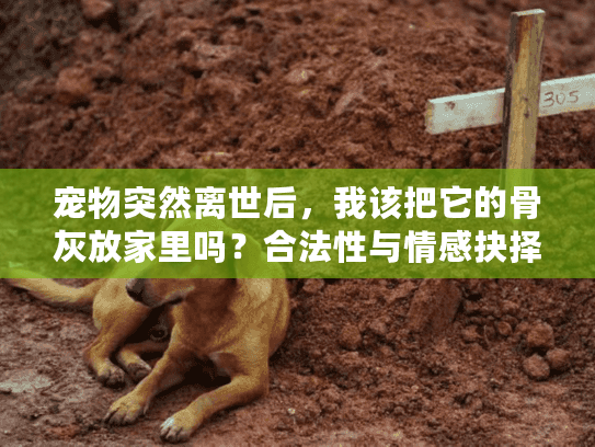 宠物突然离世后，我该把它的骨灰放家里吗？合法性与情感抉择指南