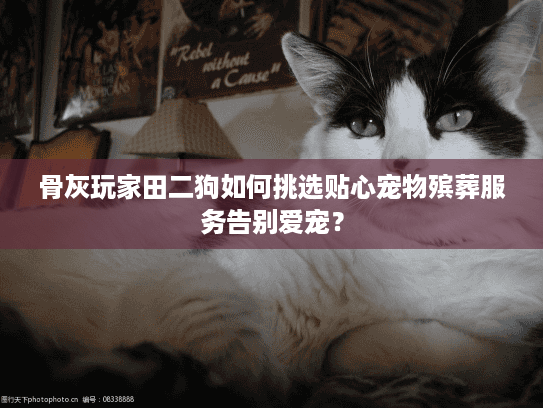 骨灰玩家田二狗如何挑选贴心宠物殡葬服务告别爱宠？