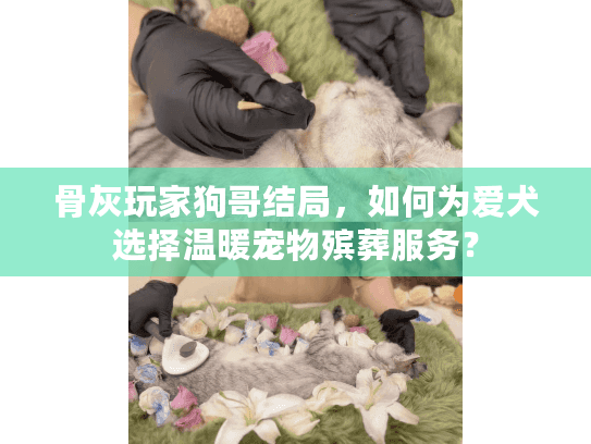 骨灰玩家狗哥结局，如何为爱犬选择温暖宠物殡葬服务？