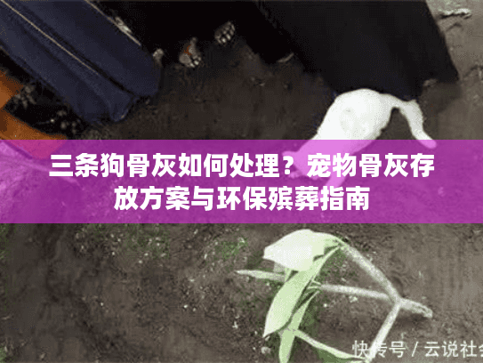 三条狗骨灰如何处理？宠物骨灰存放方案与环保殡葬指南
