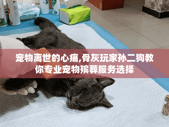 宠物离世的心痛,骨灰玩家孙二狗教你专业宠物殡葬服务选择