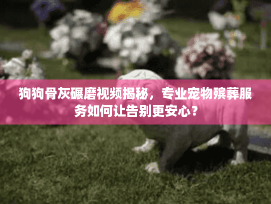 狗狗骨灰碾磨视频揭秘，专业宠物殡葬服务如何让告别更安心？