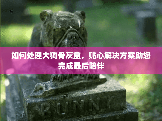 如何处理大狗骨灰盒，贴心解决方案助您完成最后陪伴