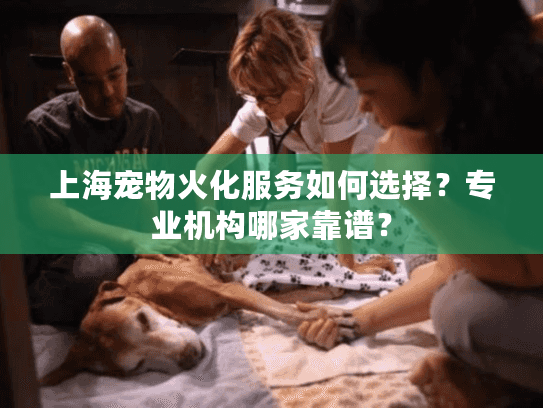 上海宠物火化服务如何选择？专业机构哪家靠谱？