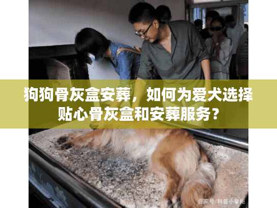 狗狗骨灰盒安葬，如何为爱犬选择贴心骨灰盒和安葬服务？