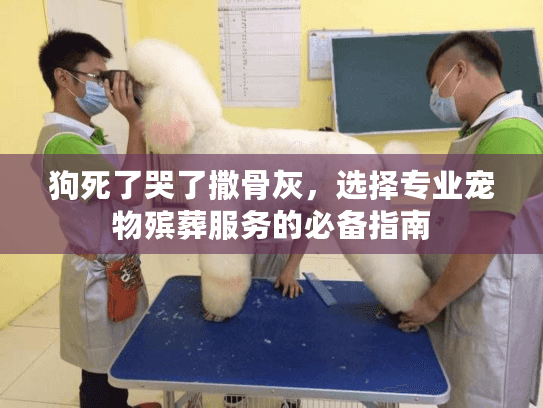 狗死了哭了撒骨灰，选择专业宠物殡葬服务的必备指南
