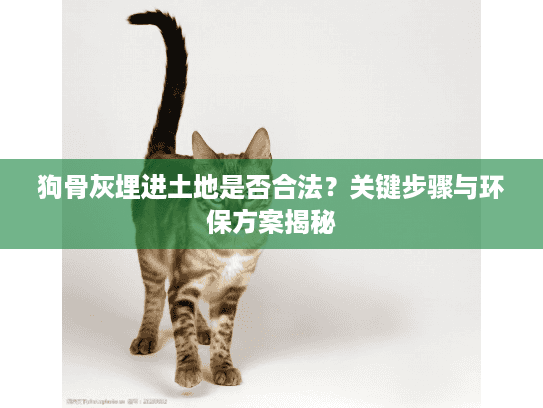 狗骨灰埋进土地是否合法？关键步骤与环保方案揭秘