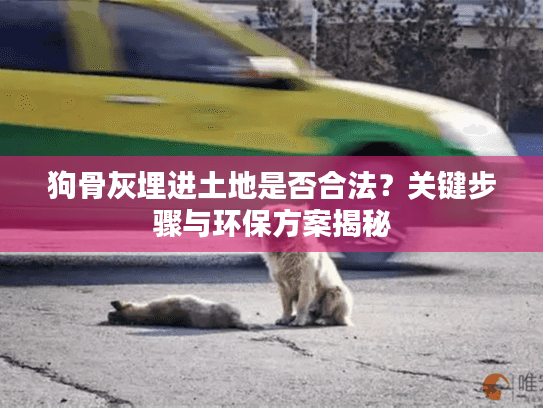 狗骨灰埋进土地是否合法？关键步骤与环保方案揭秘
