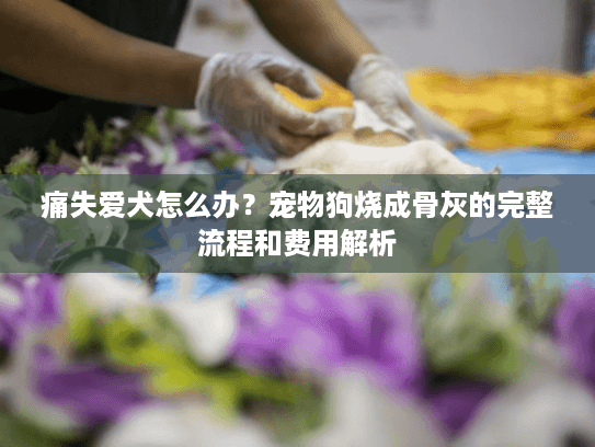 痛失爱犬怎么办？宠物狗烧成骨灰的完整流程和费用解析