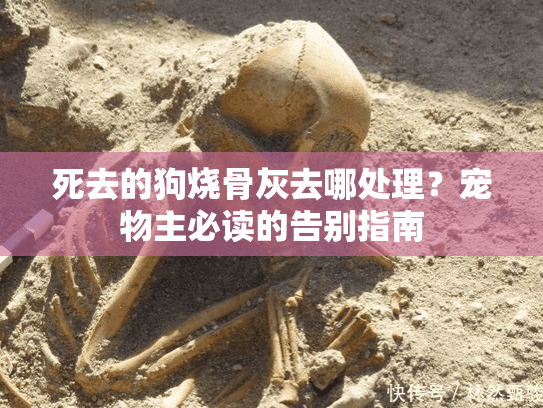 死去的狗烧骨灰去哪处理？宠物主必读的告别指南