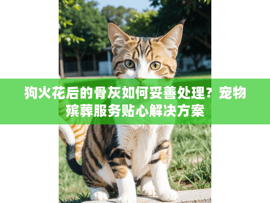 狗火花后的骨灰如何妥善处理？宠物殡葬服务贴心解决方案