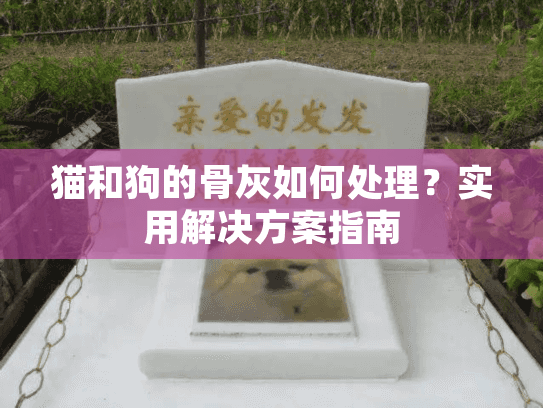 猫和狗的骨灰如何处理？实用解决方案指南