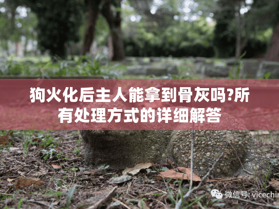 狗火化后主人能拿到骨灰吗?所有处理方式的详细解答