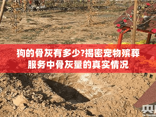 狗的骨灰有多少?揭密宠物殡葬服务中骨灰量的真实情况