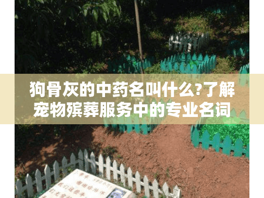 狗骨灰的中药名叫什么?了解宠物殡葬服务中的专业名词