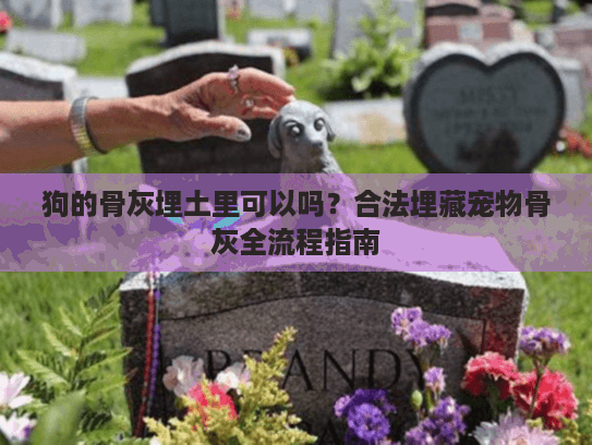 狗的骨灰埋土里可以吗？合法埋藏宠物骨灰全流程指南